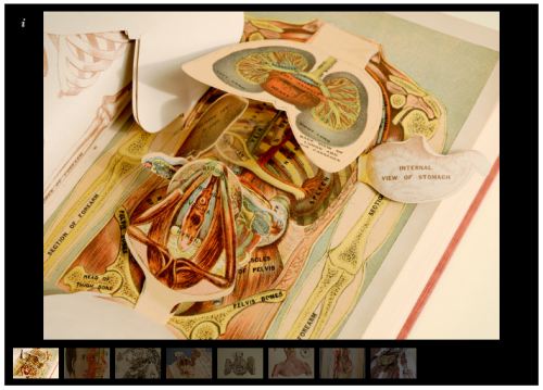 Anatomical flap books