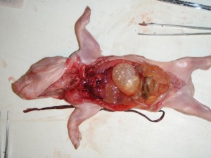 piglet dissection internal view