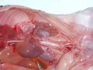 piglet dissection internal closeup