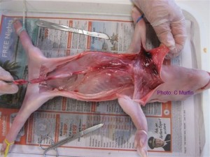 Piglet dissection: Exposing the muscles under the skin