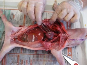 Piglet dissection: examining the organs in the thoracic cavity
