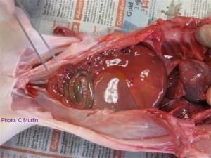 Piglet dissection: organs of the abdominal cavity