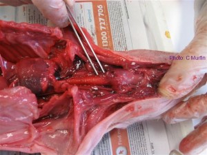Piglet dissection: the trachea