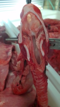 sectioned pig larynx