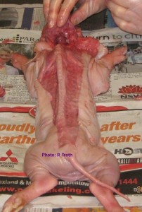 Spine of the piglet exposed