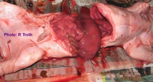 Abdominal organs in the piglet