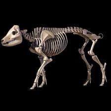 Figure 6. Porcine pig skeleton model.