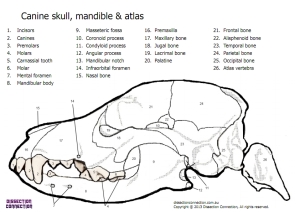 dissection connection dog skull anatomical colouring in worksheet
