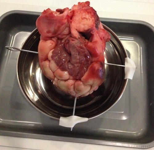 bovine heart prepared for Bentall procedure workhsop