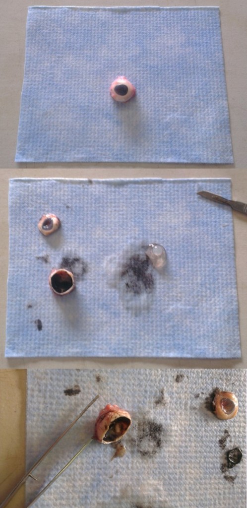 Porcine eye dissection performed on Nalgene Super Versi-Dry Surface Protector from Scientrific