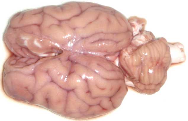 sheep brain for dissection