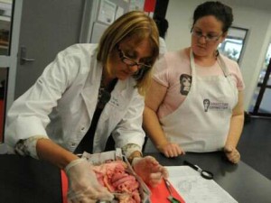 science teachers workshop from Dissection Connection