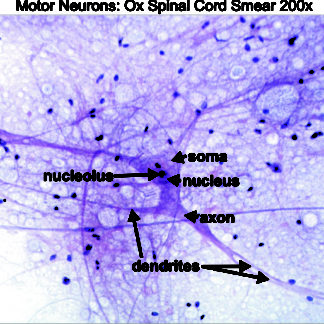 neuron microscope