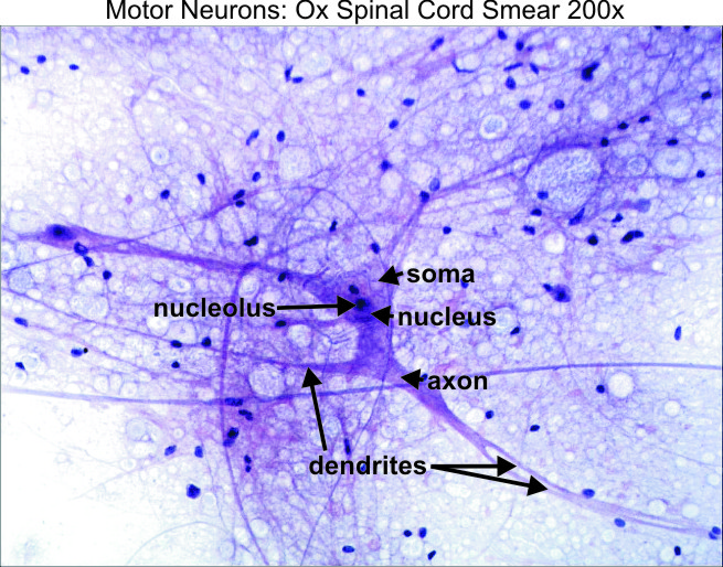 neuron microscope