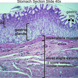 Stomach 40x « Dissection Connection