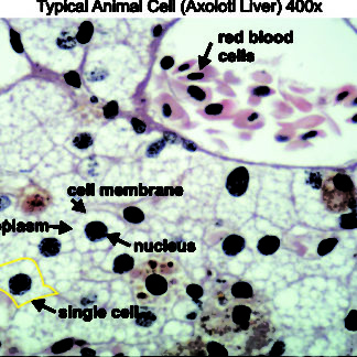 Typical animal cell 400x - Dissection Connection