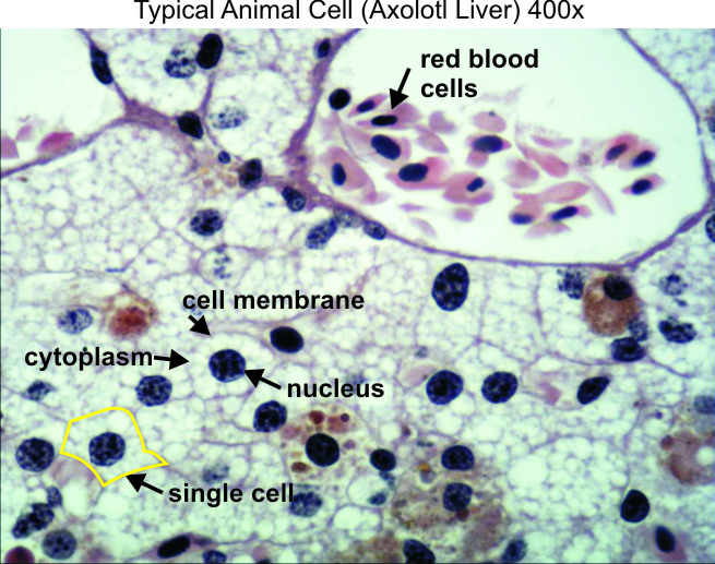 Typical animal cell 400x - Dissection Connection