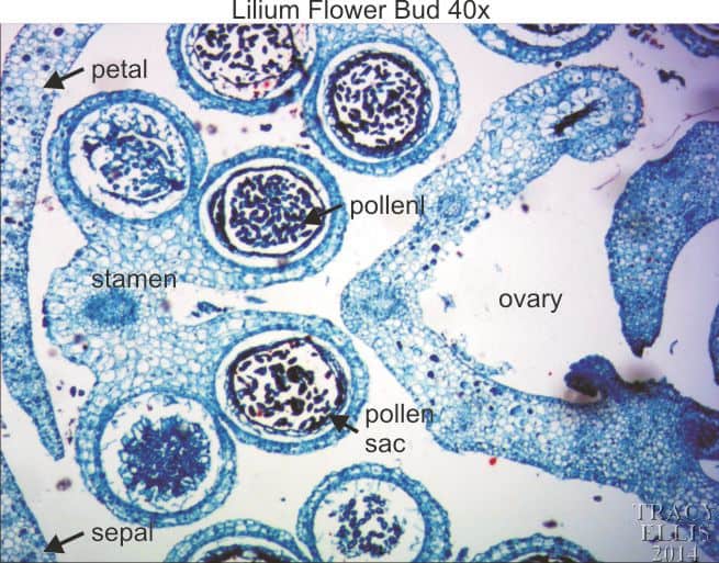 lily ovary cross section labeled