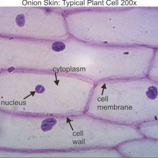 Typical Plant Cell 100x Dissection Connection