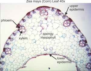 Zea mays leaf 40x - Dissection Connection