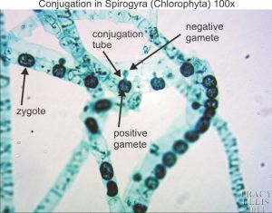 Spirogyra conjugation 100x « Dissection Connection