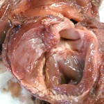 inside right atrium of unusual pig heart