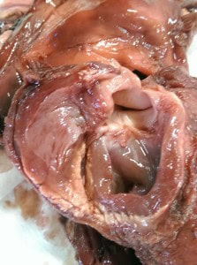 inside right atrium of unusual pig heart