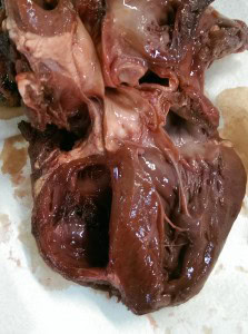 unusual pig heart internal