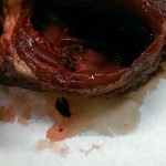 unusual myocardium in pig heart