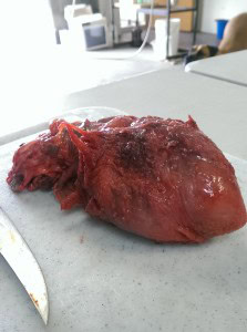 pig heart with unusual morphology