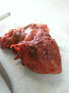 pig heart with unusual morphology