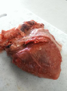 pig heart with unusual morphology