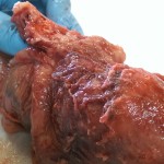 unusual pig heart