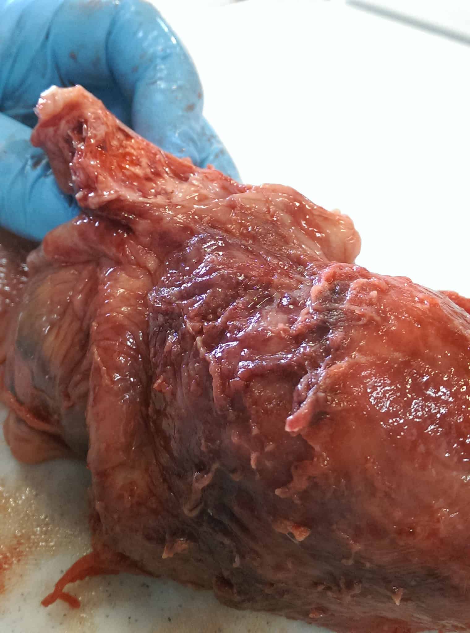 unusual pig heart