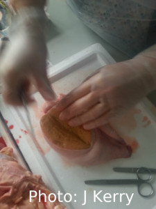 bovine testicle being dissected