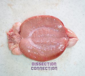 porcine testicle dissection at dissection connection