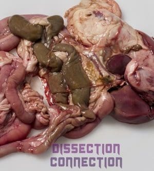 galline pluck from dissection connection