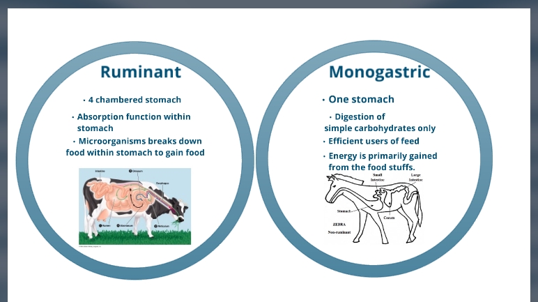 Compare the digestive systems of a ruminant and a monogastric animal -  Dissection Connection