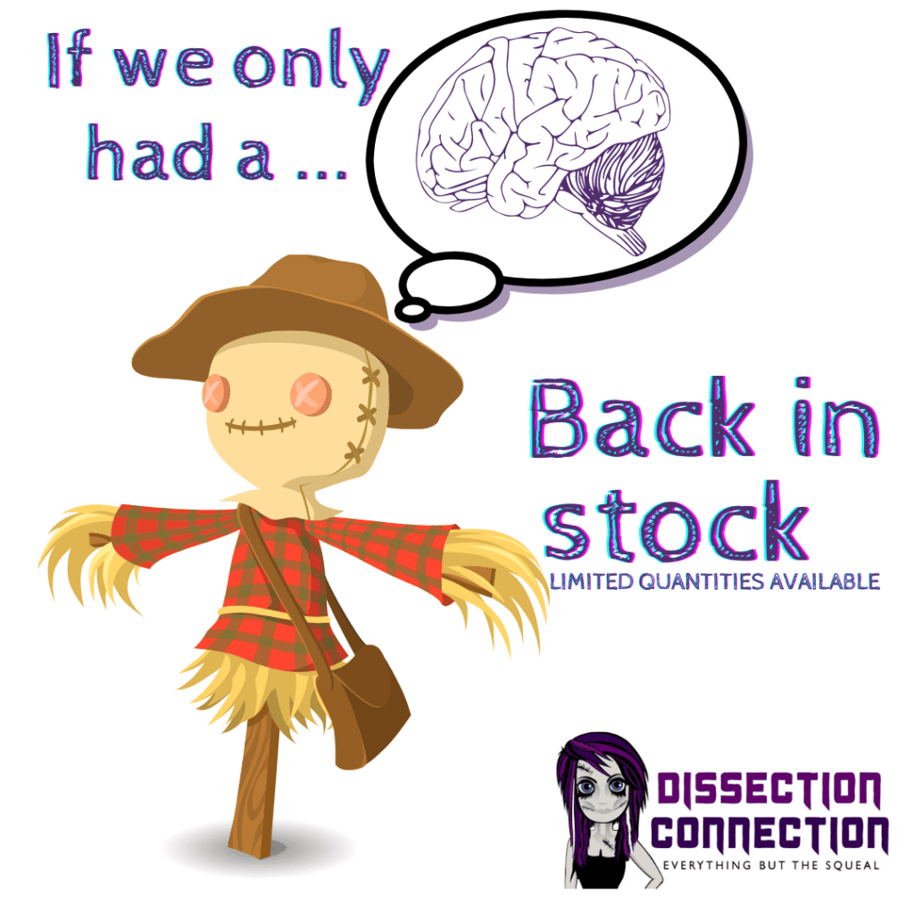 brains-archives-dissection-connection